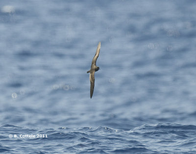 Bulwers Stormvogel - Bulwer's Petrel - Bulweria bulwerii