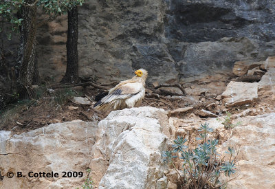 Aasgier - Egyptian Vulture - Neophron percnopterus