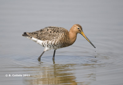 Grutto - Black-tailed Godwit - Limosa limosa