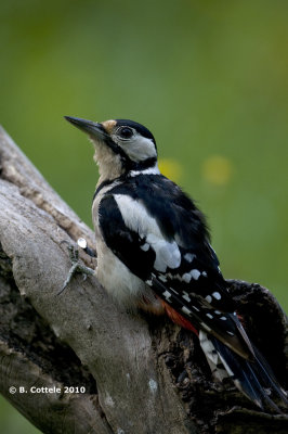 Grote Bonte Specht - Great Spotted Woodpecker - Dendrocopos major