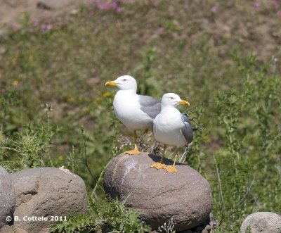 Geelpootmeeuw - Yellow-legged Gull - Larus michahellis