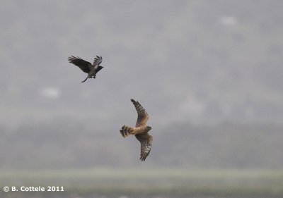 Grauwe Kiekendief - Montagu's Harrier - Circus pygargus