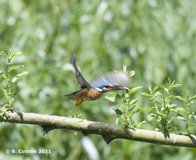IJsvogel - Common Kingfisher - Alcedo atthis