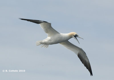 Jan-van-Gent - Northern Gannet - Morus bassanus