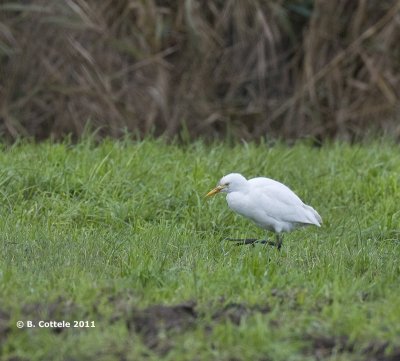 Koereiger - Cattle Egret - Bubulcus ibis