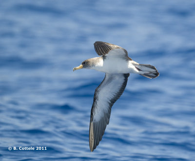 Kuhls Pijlstormvogel - Cory's Shearwater - Calonectris borealis