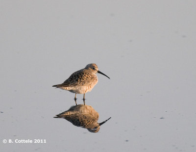 Krombekstrandloper - Curlew Sandpiper - Calandrella brachydactyla