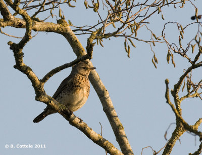 Kramsvogel - Fieldfare - Turdus pilarus