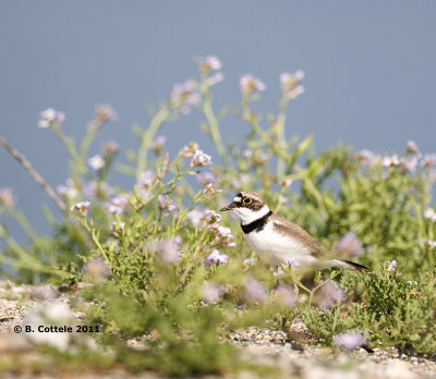 Kleine Plevier - Little Ringed Plover - Charadrius dubius