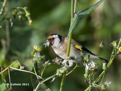 Putter - European Goldfinch - Carduelis carduelis