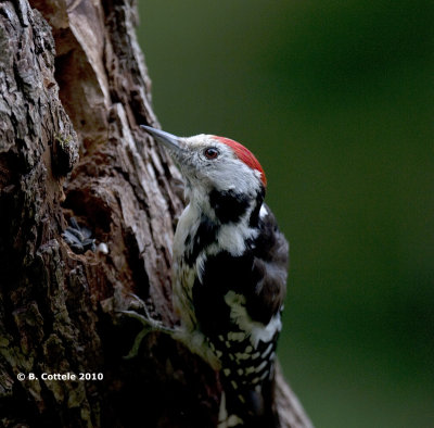 Middelste Bonte Specht - Middle Spotted Woodpecker - Dendrocopos medius