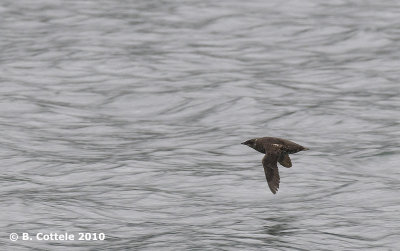 Marmeralk - Marbled Murrelet - Brachyramphus marmoratus