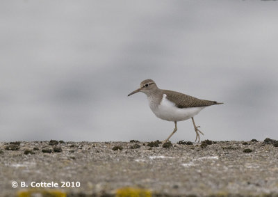 Oeverloper - Common Sandpiper - Actitis hypoleucos
