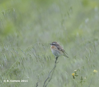 Paapje - Whinchat - Saxicola rubetra