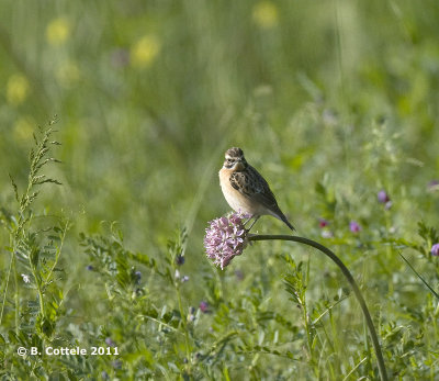 Paapje - Whinchat - Saxicola rubetra