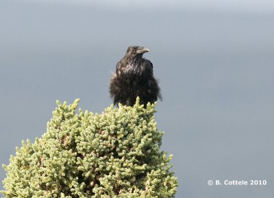 Raaf - Common Raven - Corvus corax