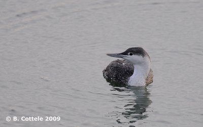 Roodkeelduiker - Red-throated Loon - Gavia stellata