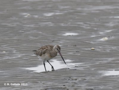 Rosse Grutto - Bar-tailed Godwit - Limosa lapponica