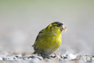 Sijs - Eurasian Siskin - Carduelis spinus