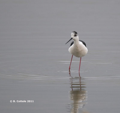 Steltkluut - Black-winged Stilt - Himantopus himantopus