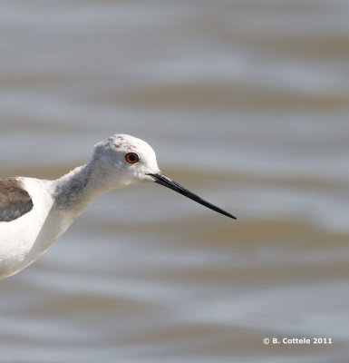 Steltkluut - Black-winged Stilt - Himantopus himantopus