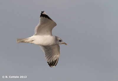 Stormmeeuw - Common Gull - Larus canus