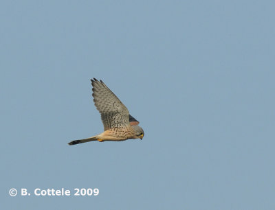 Torenvalk - Common Kestrel - Falco tinnunculus