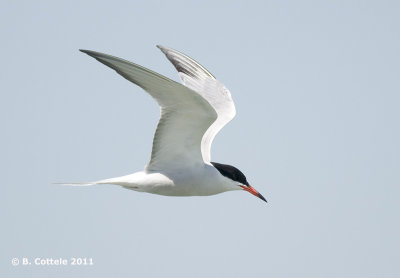 Visdief - Common Tern - Sterna hirundo