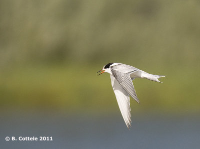 Visdief - Common Tern - Sterna hirundo