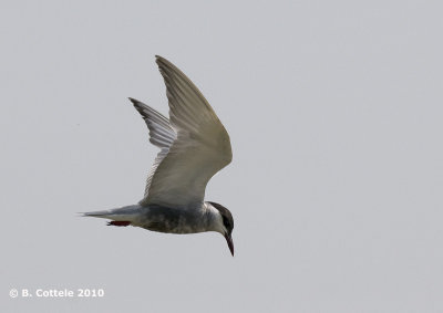 Witwangstern - Whiskered Tern - Chlidonias hybridus