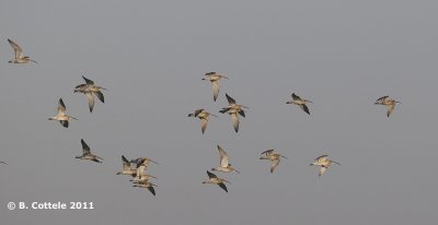 Wulp - Eurasian Curlew - Numenius arquata