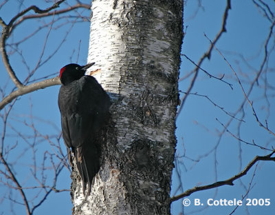 Zwarte Specht - Black Woodpecker - Dryocopus martius