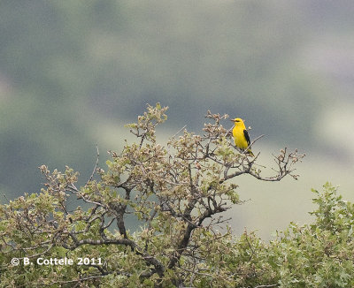 Wielewaal - Eurasian Golden Oriole - Oriolus oriolus