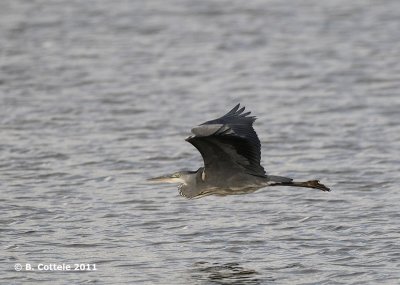 Blauwe Reiger - Grey Heron - Ardea cinerea