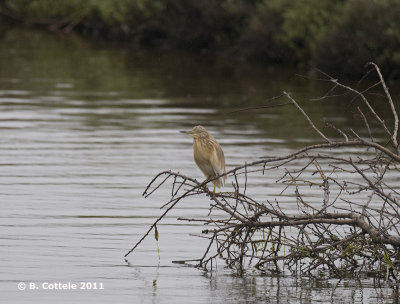 Ralreiger - Squacco Heron - Ardeola ralloides