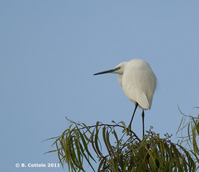 Kleine Zilverreiger - Little Egret - Egretta garzetta