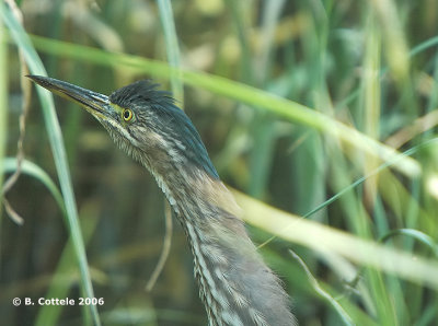 Groene Reiger - Green Heron - Butorides virescens