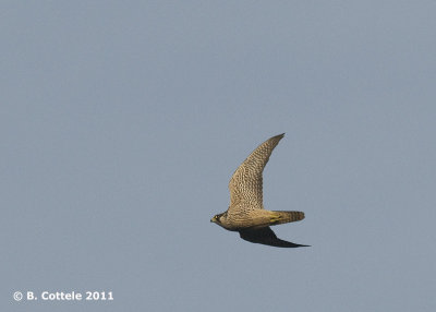 Slechtvalk - Peregrine Falcon - Falco peregrinus