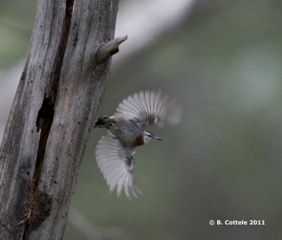 Turkse Boomklever - Krüper's Nuthatch