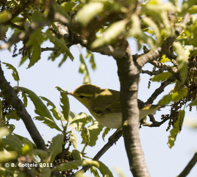 Fluiter - Wood Warbler - Phylloscopus sibilatrix