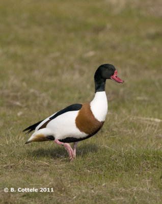 Bergeend - Common Shelduck - Tadorna tadorna