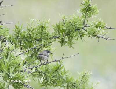 Oostelijke Orpheusgrasmus - Eastern Orphean Warbler - Sylvia crassirostris