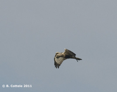 Ruigpootbuizerd - Rough-legged Buzzard