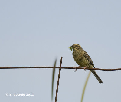 Cirlgors - Cirl Bunting - Emberiza cirlus