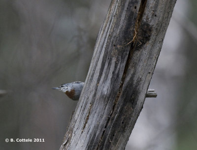 Turkse Boomklever - Krper's Nuthatch - Sitta krueperi