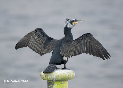 Aalscholver - Great Cormorant