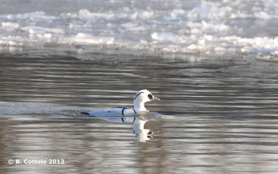 Nonnetje - Smew - Mergellus albellus