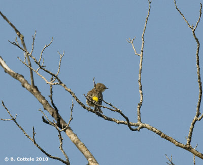 Mirtezanger - Yellow-rumped Warbler - Dendroica coronata