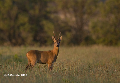 Ree - Roe Deer - Capreolus capreolus