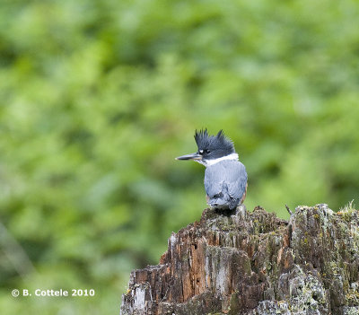 Bandijsvogel - Belted Kingfisher - Ceryle alcyon